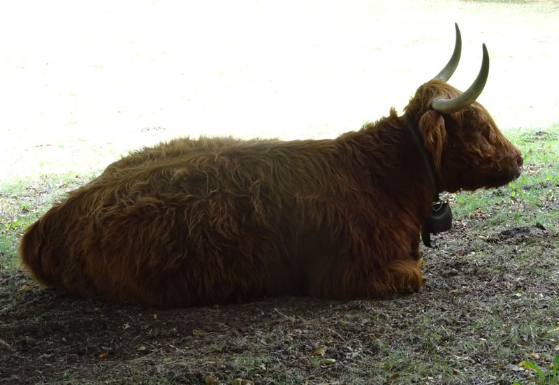 razza bovina: Highlander